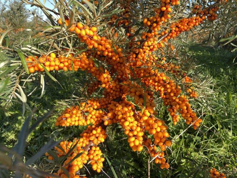 Ripe sea buckthorn berries clustered on a branch in sunlight