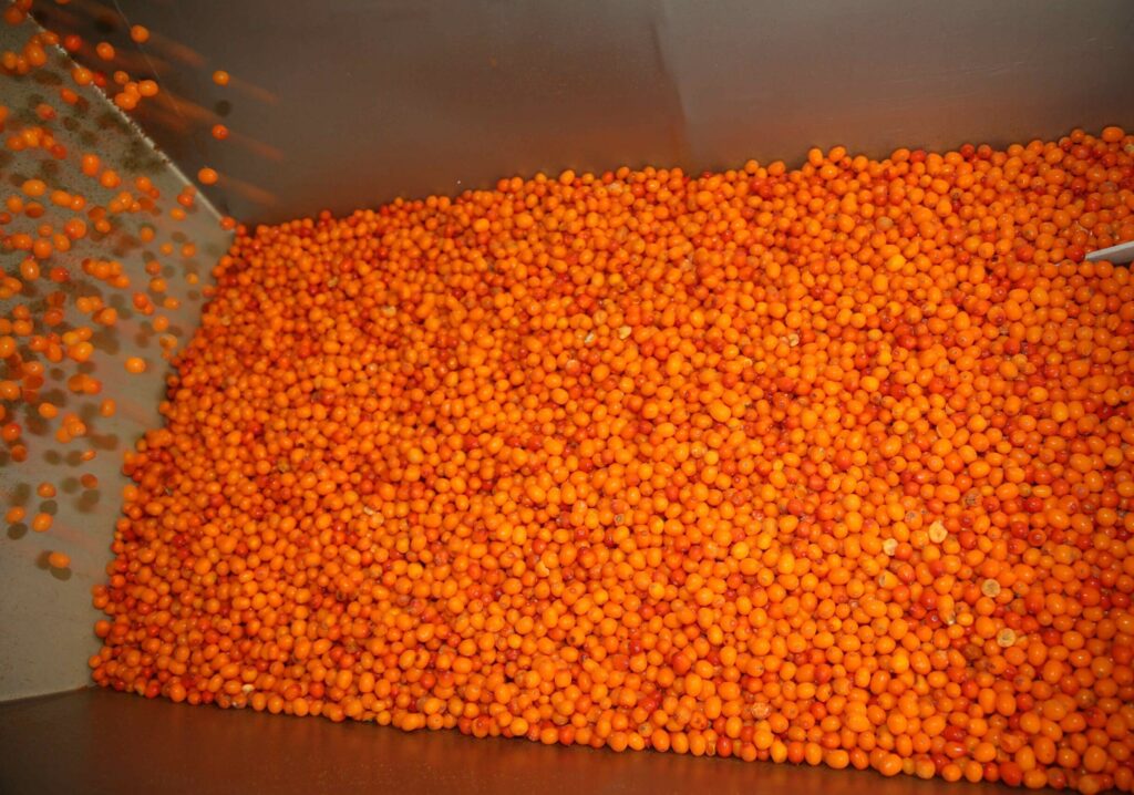 IQF organic sea buckthorn berries in a container