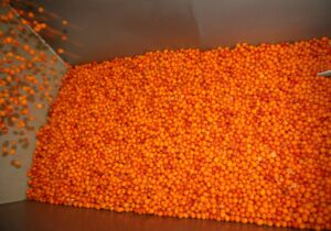 IQF organic sea buckthorn berries in a container