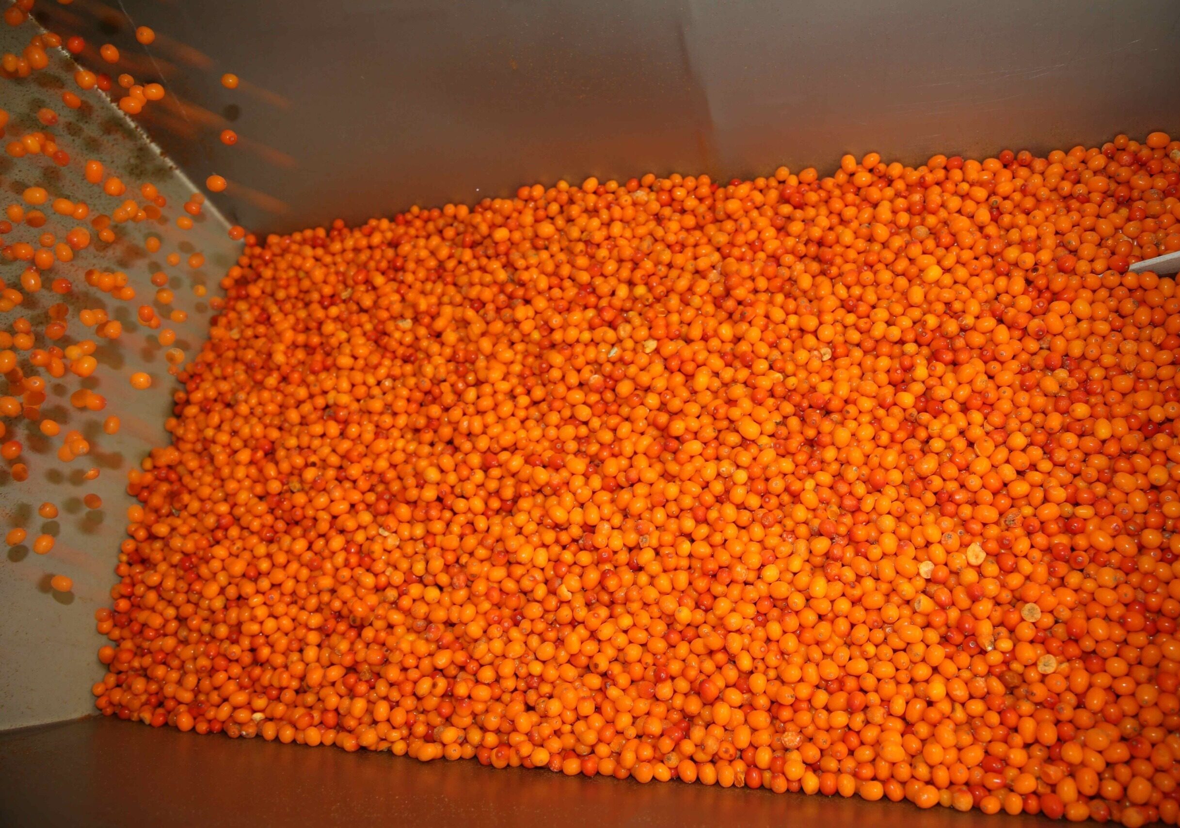 IQF organic sea buckthorn berries in a container