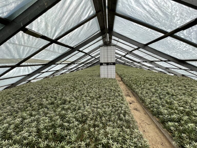 Young sea buckthorn plants growing inside a greenhouse