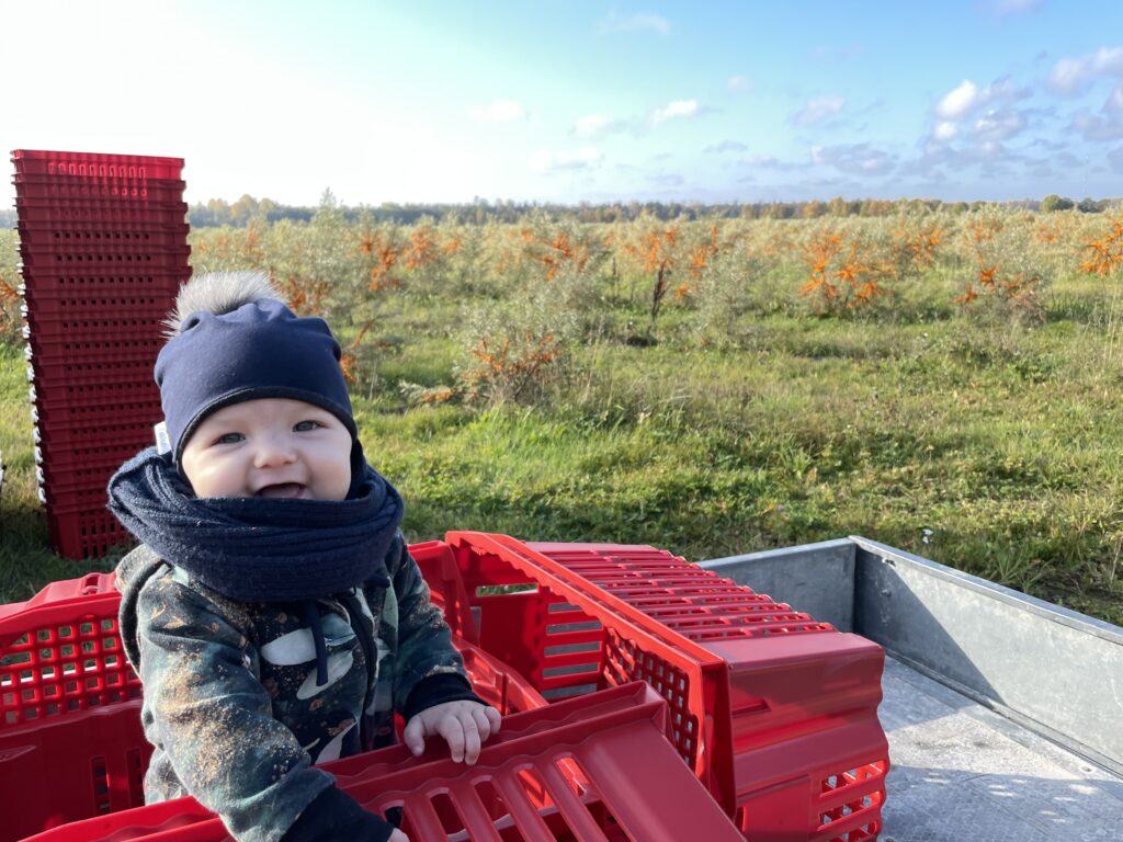 Elon in a sea buckthorn field in Hiiumaa, surrounded by red harvest crates