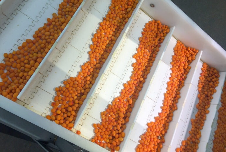 Optically sorted sea buckthorn berries