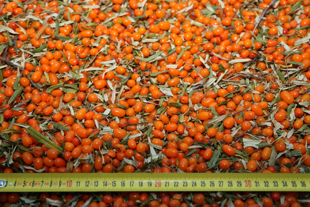 Semi cleaned Seaberries available in bulk formats