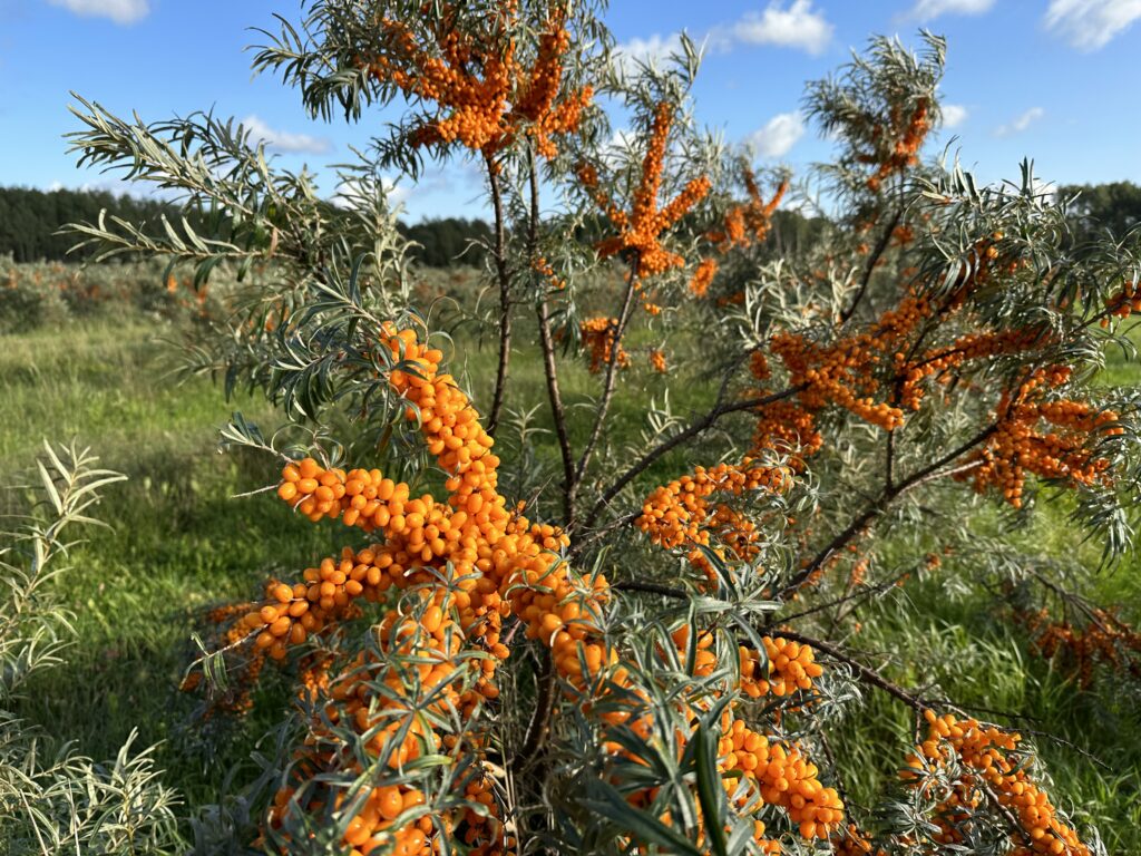 Seaberry bush on Hiiumaa.
