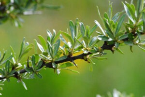 A close-up of young sea buckthorn leaves in spring