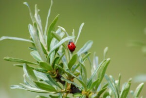 Sea buckthorn leaves
