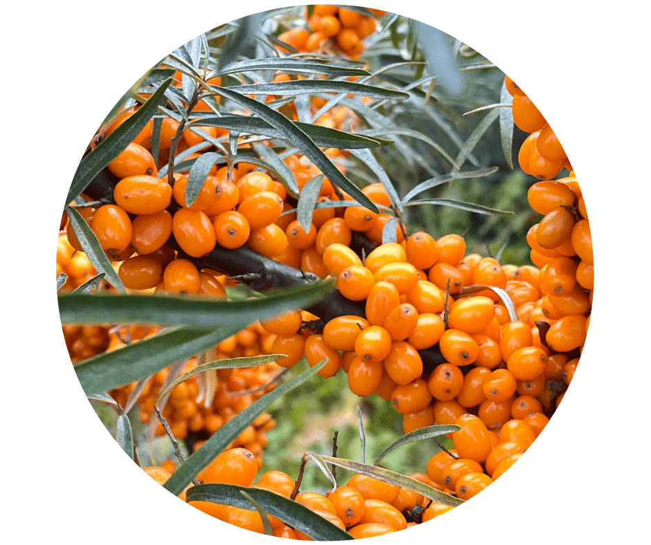 Organic sea buckthorn berries on a branch