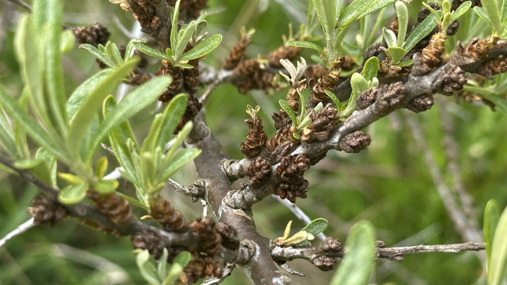 Sea buckthorn after flowering Sea buckthorn branch with flowers and emerging leaf buds in spring