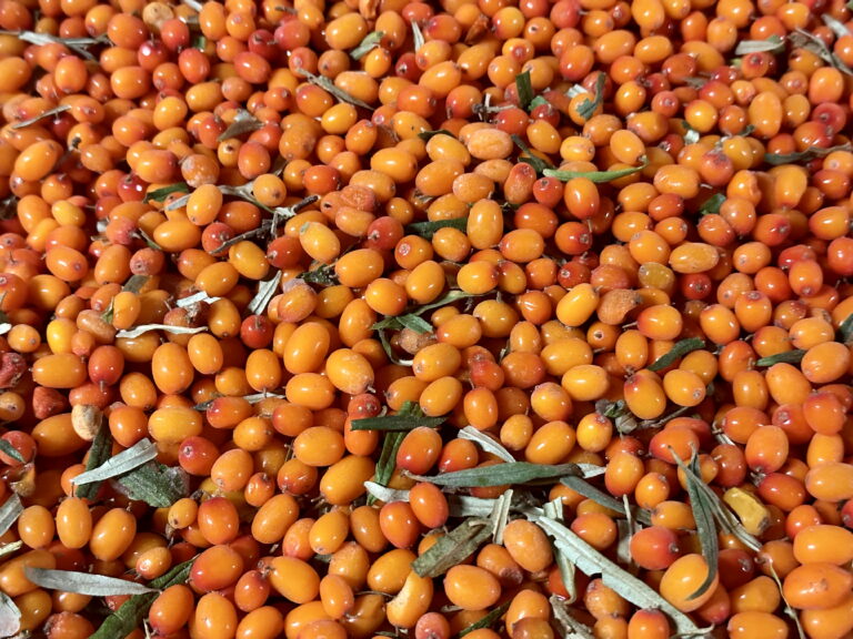 Semi-cleaned Seaberry2