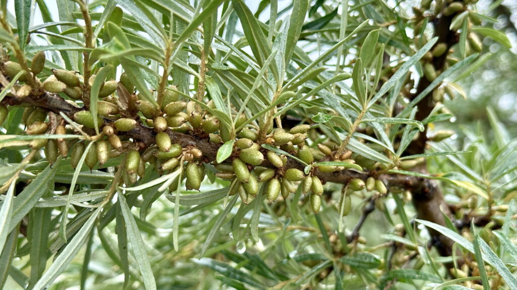 Young sea buckthorn berries Developing sea buckthorn berries on a branch in Hiiumaa, Estonia