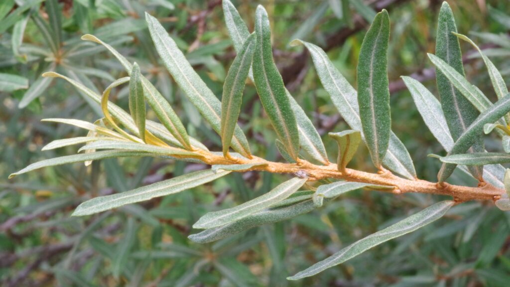 Sea buckthorn leaves on a branch