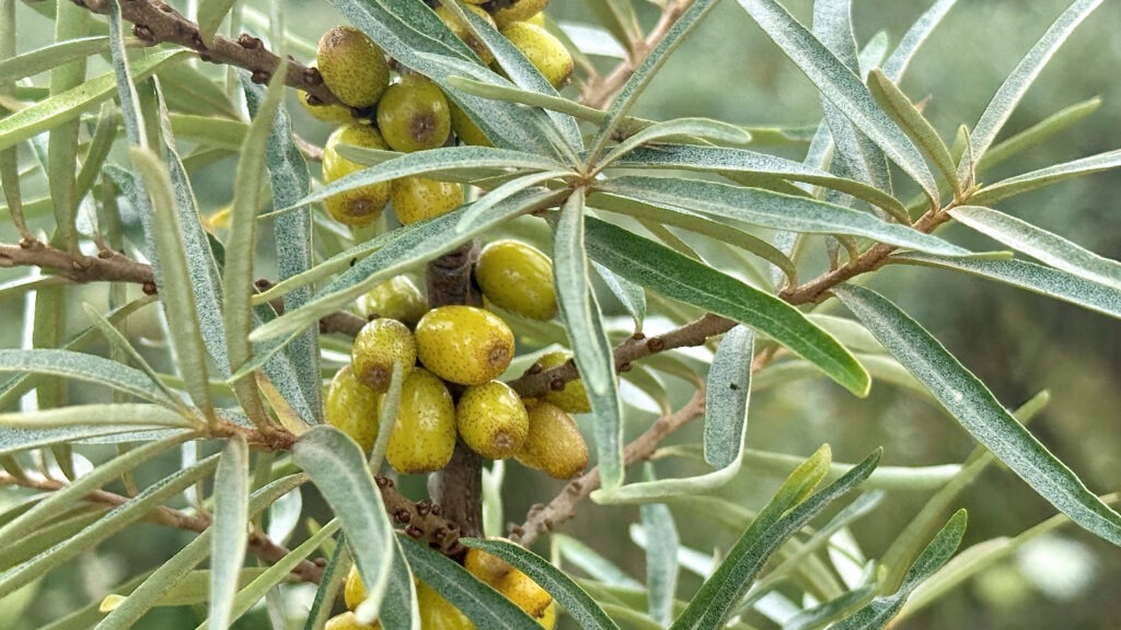 Astelpaju marjad augusti alguses Young sea buckthorn berries at the beginning of August. The colour of the berries is starting to change to yellow.