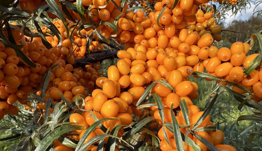 Sea buckthorn closeup Ripe sea buckthorn berries closely together on a branch. Bright orange and ready for harvest.