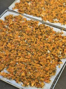 Sea buckthorn skins and seeds spread on trays for drying.
