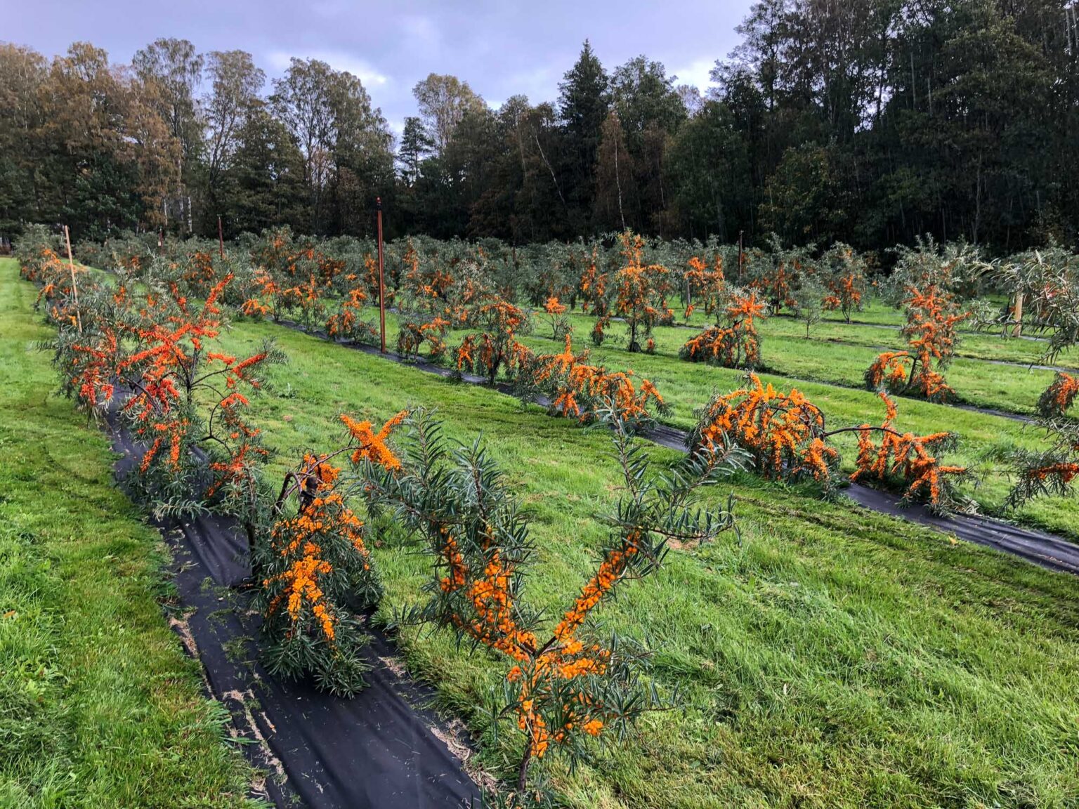 Organically grown sea buckthorn from Estonia