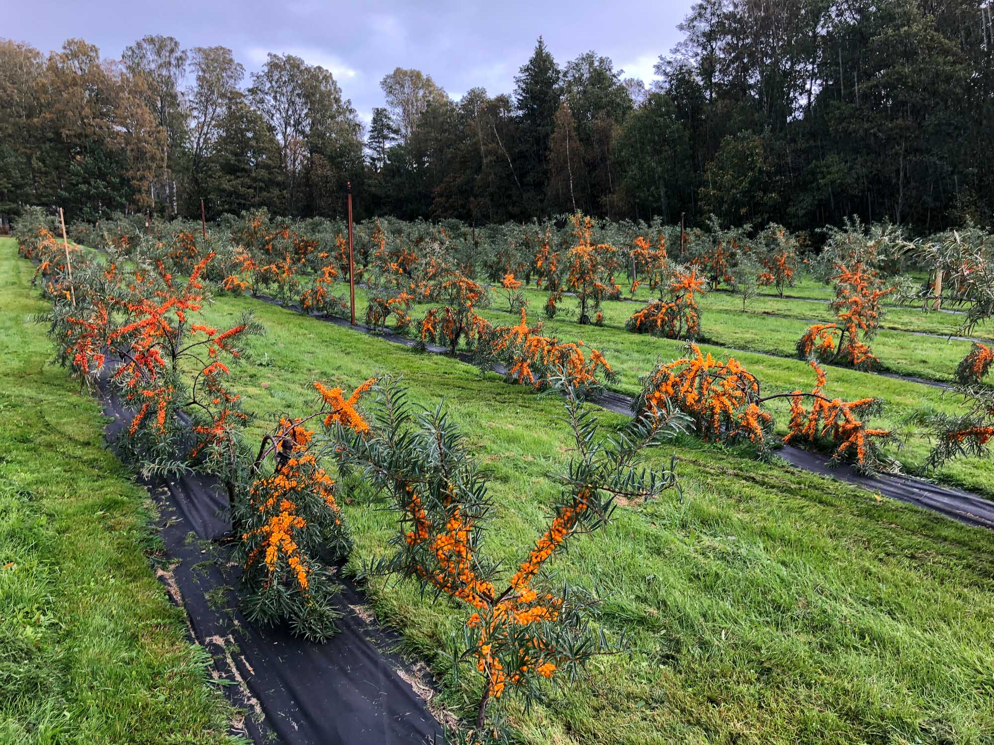 Organically grown sea buckthorn from Estonia