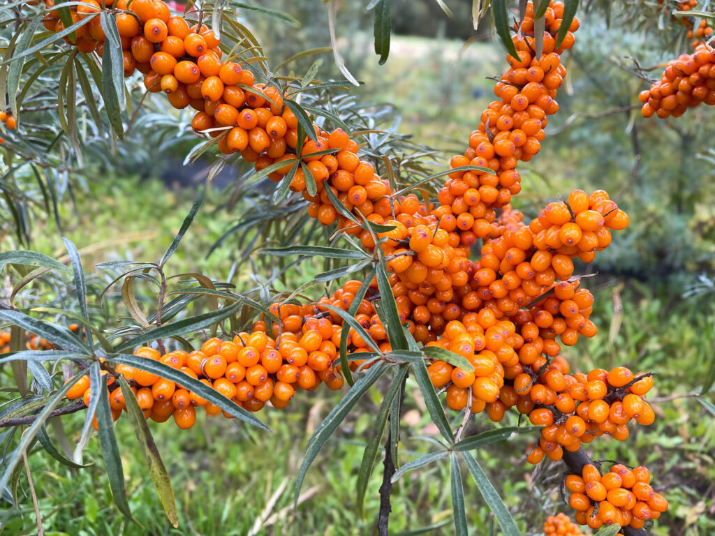 Sea buckthorn berries on branch