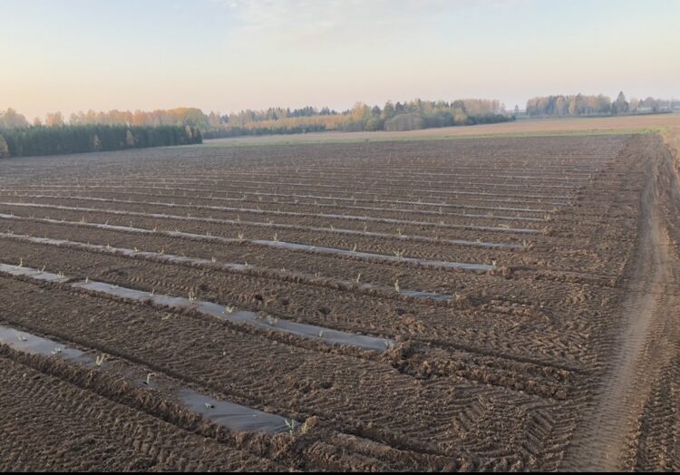 Newly planted sea buckthorn field.