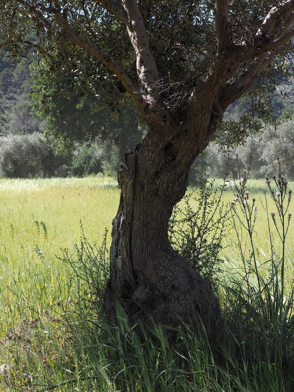 olive tree