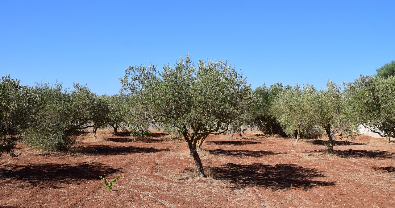 olive trees