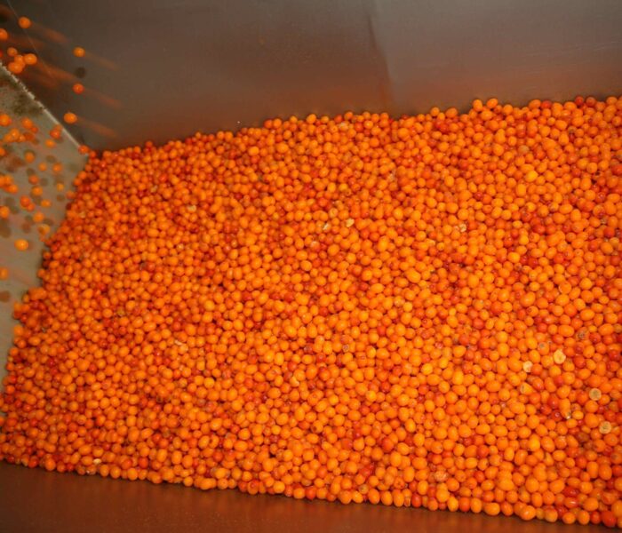 IQF organic sea buckthorn berries from Estonia