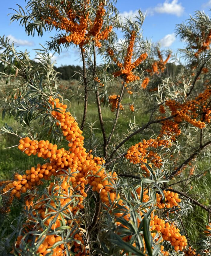 Seaberry bush on Hiiumaa.