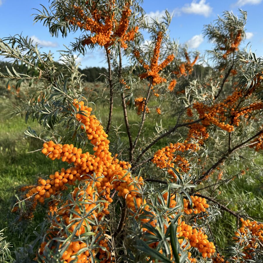 Seaberry bush on Hiiumaa.