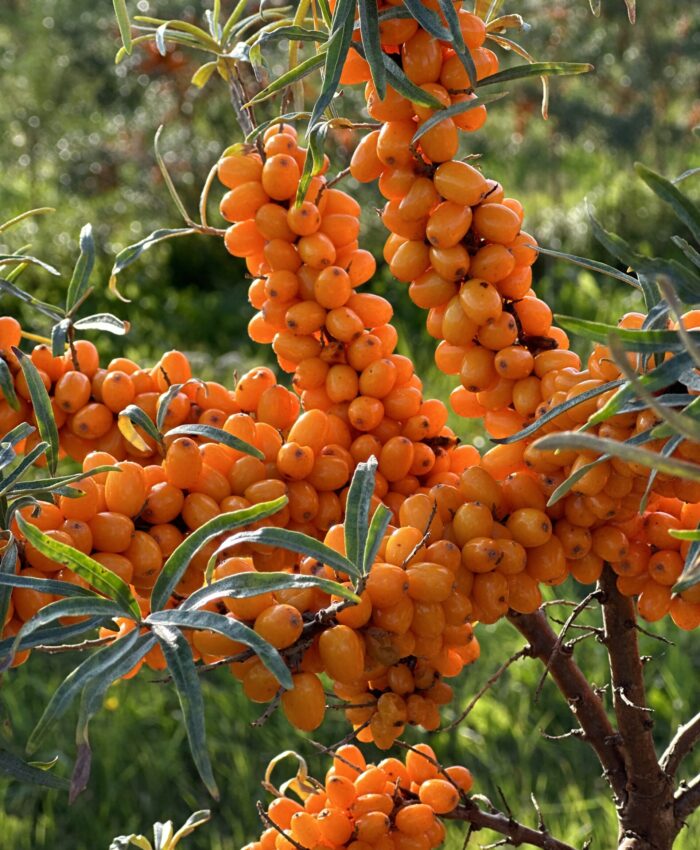 How Do Sea Buckthorn Berries Ripen?