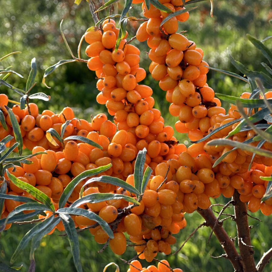 How Do Sea Buckthorn Berries Ripen?