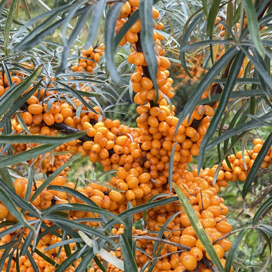 Sea Buckthorn – A Timeless Wonder Shaping the Future of Health