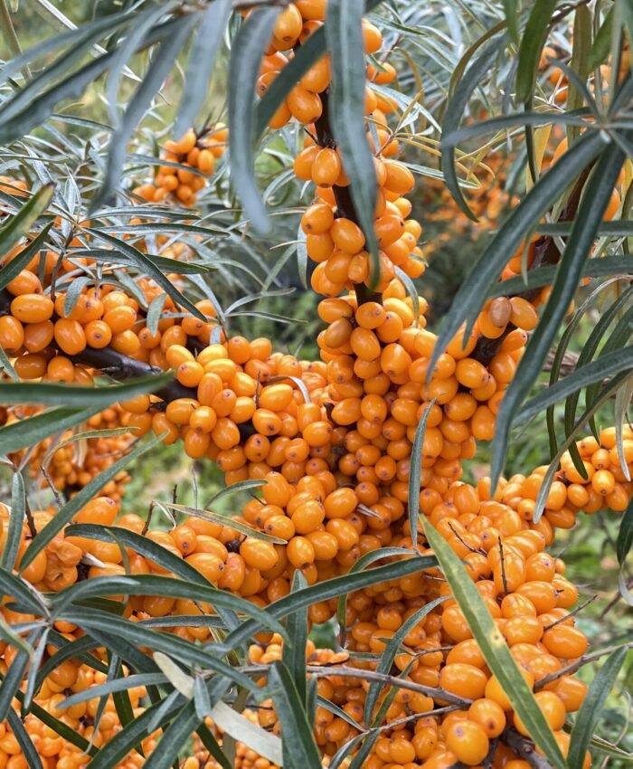 Sea Buckthorn Benefits and Uses Explained