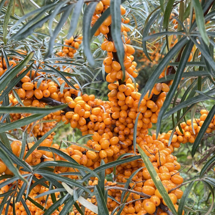 Sea Buckthorn Benefits and Uses Explained