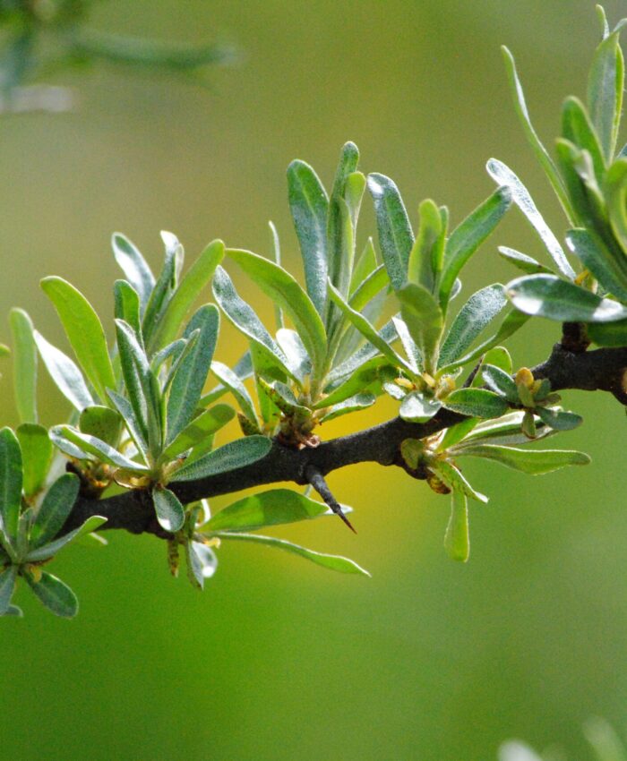 Sea Buckthorn Leaves: What’s Inside and How to Use Them?
