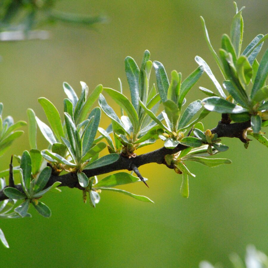 Sea Buckthorn Leaves: What’s Inside and How to Use Them?