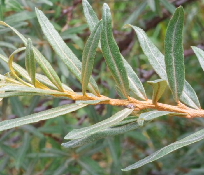 Sea buckthorn leaves on a branch