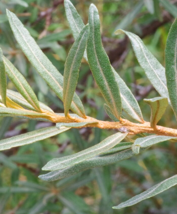 Sea buckthorn leaves on a branch